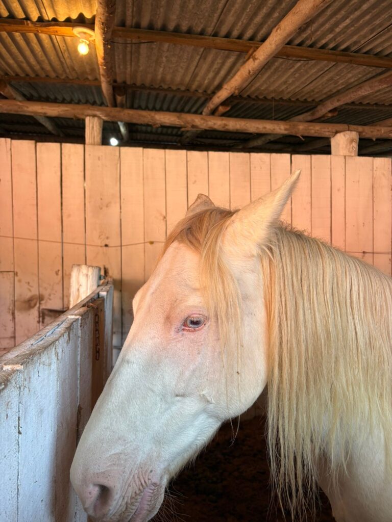 Passeio a Cavalo em Florianópolis: Como Foi Minha Experiência na Praia.